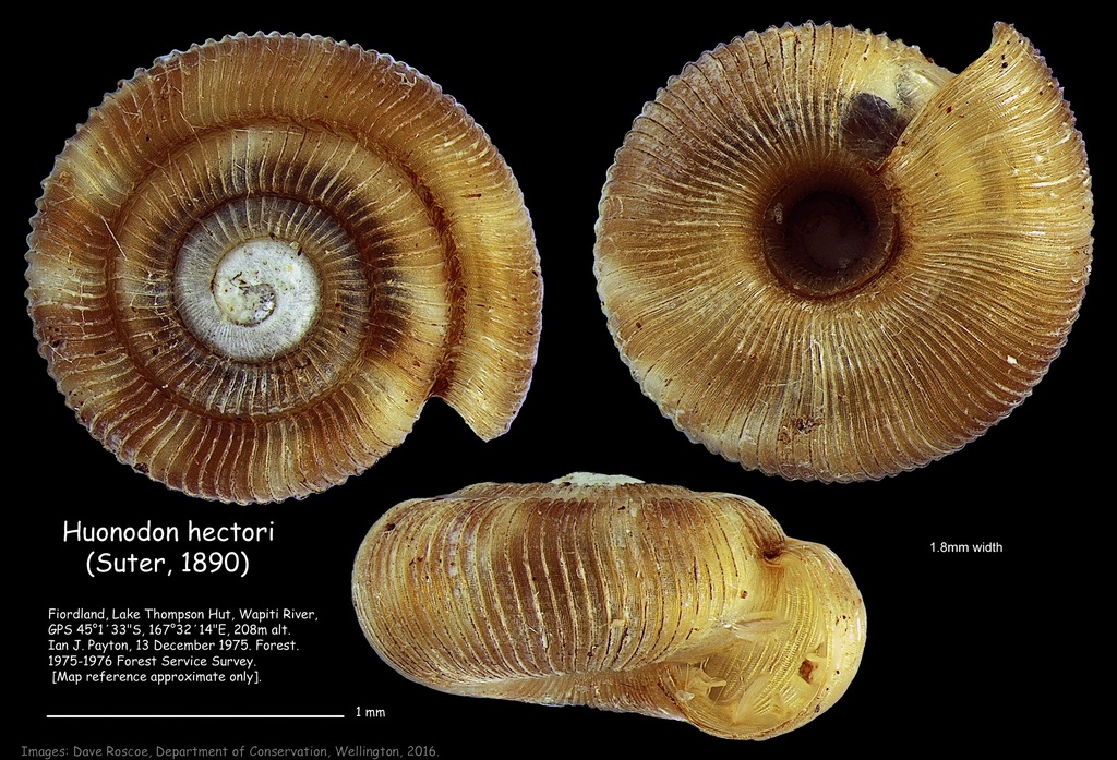 Huonodon