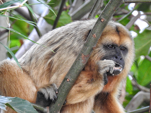 Black-and-gold Howler Monkey