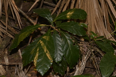 Sloanea australis