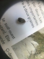 Xanthogaleruca luteola