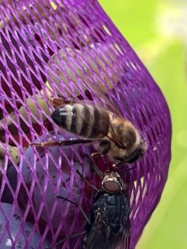 Western Honey Bee