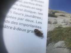 Xanthogaleruca luteola