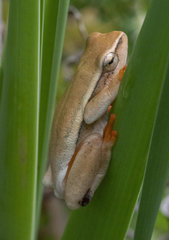 Hyperolius horstockii