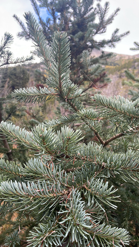 subalpine fir