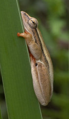 Hyperolius horstockii