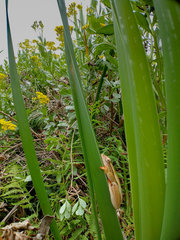 Hyperolius horstockii