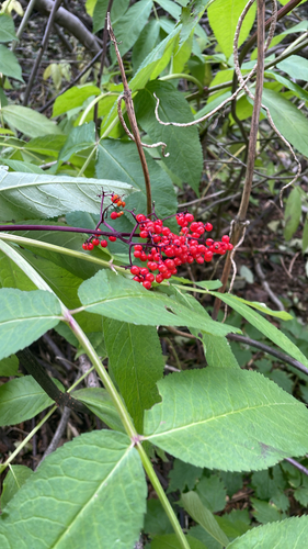 red-berried elder