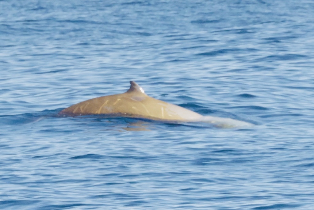 Pale Cuvier's beaked whale back arching above the sea surface
