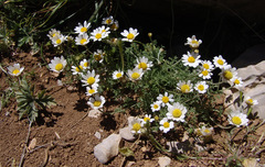 Anthemis rascheyana