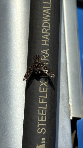 Unknown species found near Orchard Lake Rd, Farmington Hills, MI, US