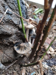 Basidiomycota