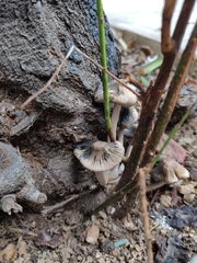 Basidiomycota