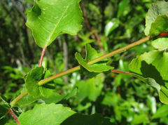 Salix pyrolifolia