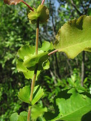 Salix pyrolifolia