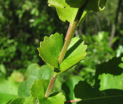 Salix pyrolifolia