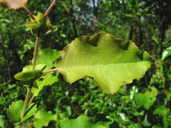 Salix pyrolifolia