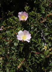 Rosa pulverulenta
