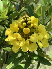 Acridocarpus natalitius