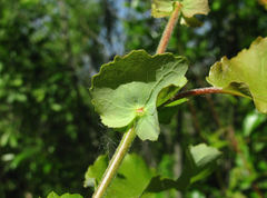 Salix pyrolifolia