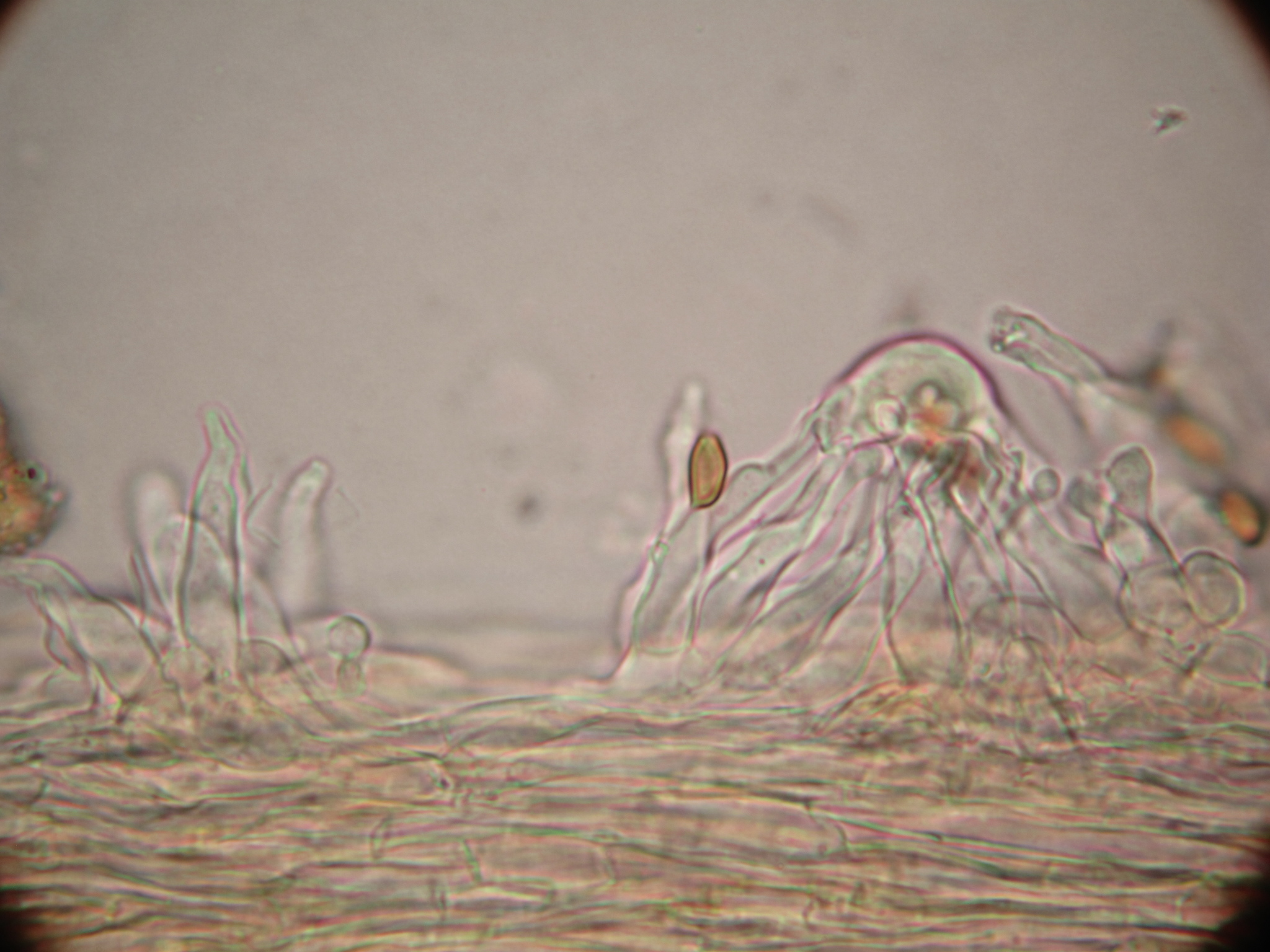 Psilocybe caerulipes image