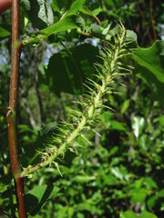 Salix pyrolifolia