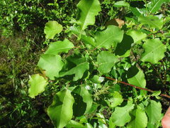 Salix pyrolifolia
