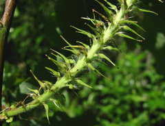 Salix pyrolifolia