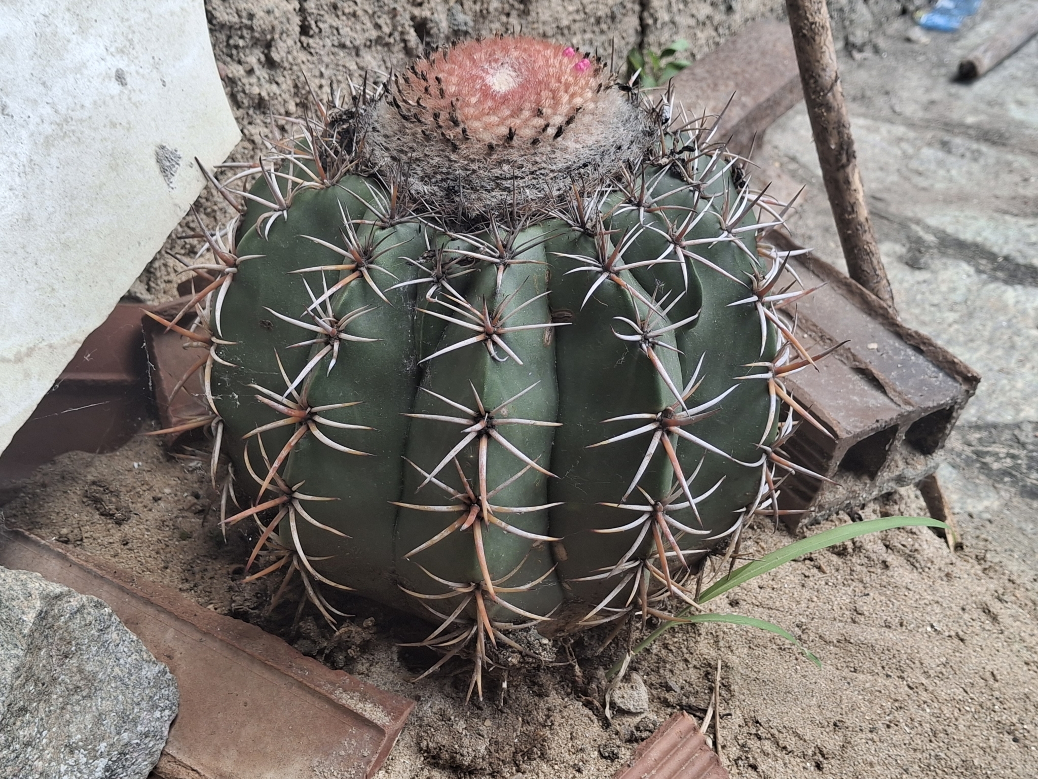 Melocactus zehntneri