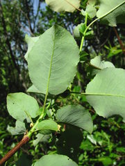 Salix pyrolifolia