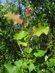 Salix pyrolifolia