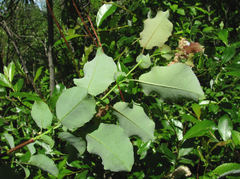 Salix pyrolifolia