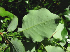 Salix pyrolifolia