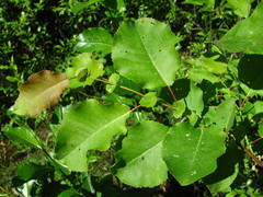 Salix pyrolifolia