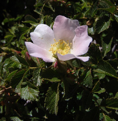 Rosa pulverulenta