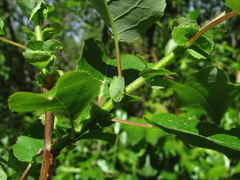Salix pyrolifolia