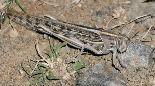 Desert Locust photo 5