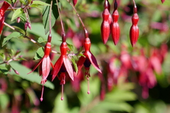Fuchsia × exoniensis