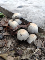 Basidiomycota