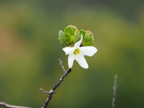 Sticky tailflower (Anthocercis viscosa)