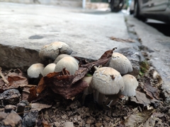 Basidiomycota