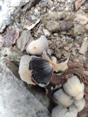 Basidiomycota