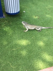 Iguana iguana