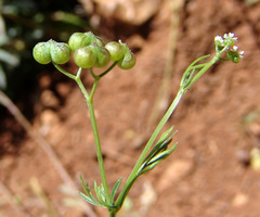 Bifora testiculata