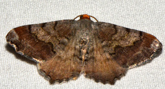 Macaria distribuaria