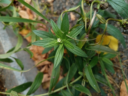 Наблюдение на iNaturalist