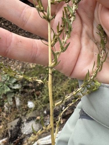 Наблюдение на iNaturalist