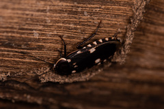 Paranauphoeta