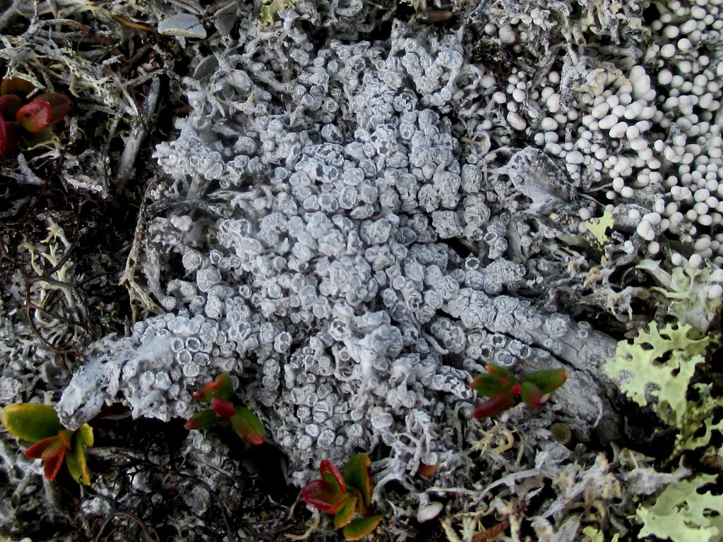 Arctic Wart Lichen