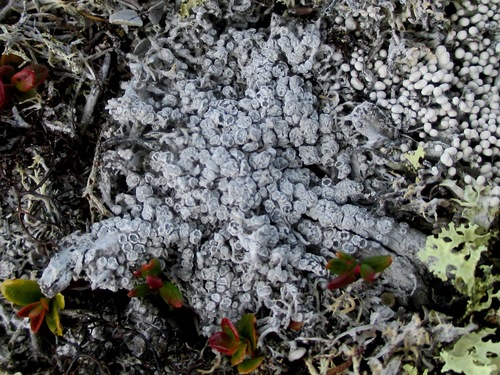 Pertusaria panyrga
