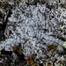 Lepra panyrga - Photo (c) troy_mcmullin, algunos derechos reservados (CC BY-NC), subido por troy_mcmullin